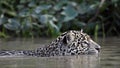 Swimming Jaguar in the river. Side view. Panthera onca.