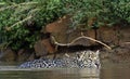 Swimming Jaguar in the river. Side view. Panthera onca.