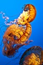 Swimming jellyfish Royalty Free Stock Photo