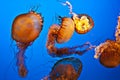 Swimming jellyfish Royalty Free Stock Photo