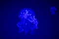 jellyfish in the sea, blue color on the background Royalty Free Stock Photo