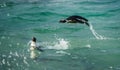 Swimming and Jumping out of water African Penguin