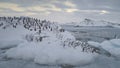 Swimming, jumping penguin colony. Antarctica. Royalty Free Stock Photo