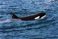 A swimming Killer Whale (Orca Orcinus) Royalty Free Stock Photo