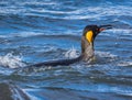 Swimming king penguin in breeding plummage Royalty Free Stock Photo