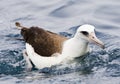 Laysan Albatros, Phoebastria immutabilis