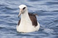 Laysan Albatros, Phoebastria immutabilis