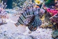 Swimming lionfish a dangerous and venomous tropcial fish from the exotic ocean