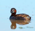 Swimming little grebe