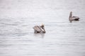 Swimming male brown pelican Pelecanus occidentalis