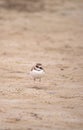 Wilsons snipe shorebird Charadrius wilsonia forages for fiddler crabs Royalty Free Stock Photo