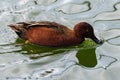 Swimming Male Cinnamon Teal