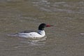 Swimming male Common Merganser, Mergus merganser