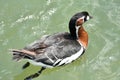 Swimming Male Drake in a Green Pond