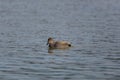 Swimming male gadwall duck Anas strepera Royalty Free Stock Photo