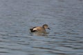 Swimming male gadwall duck Anas strepera Royalty Free Stock Photo