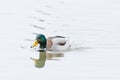 swimming male mallard duck (anas platyrhynchos