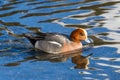 Swimming male wigeon anas penelope, reflections