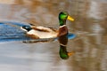 Swimming male wild duck