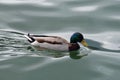 Swimming male wild duck with beautiful colours Royalty Free Stock Photo