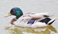 Swimming Mallard duck in a lake Royalty Free Stock Photo
