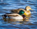 Swimming Mallard Pair