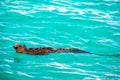 Swimming Marine Iguana Royalty Free Stock Photo