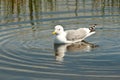 Swimming Mew Gull Royalty Free Stock Photo