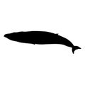 Swimming Minke Whale Balaenoptera Acutorostrata On a Side View Silhouette Found In Map Of Ocean All Around The World