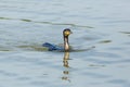 Swimming mirrored great cormorant Phalacrocorax carbo