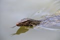 Swimming monitor lizard