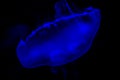 Swimming moon jelly fish in close up with a cool blue light effect, marine life background Royalty Free Stock Photo