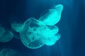 swimming moon jelly fishes in blue Royalty Free Stock Photo