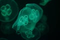 Swimming Moon Jellyfish (Aurelia aurita)