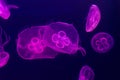 Swimming Moon Jellyfish (Aurelia aurita)