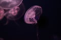 Swimming Moon Jellyfish (Aurelia aurita)