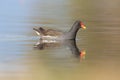 swimming moorhen (gallinula chlorpus) mirrored on flat water surface