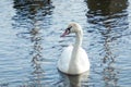 Swimming mute swan framed by reflections of sailboats on the wat Royalty Free Stock Photo