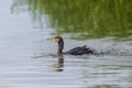 Swimming mirrored great cormorant Phalacrocorax carbo