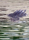 Swimming Nile crocodile Royalty Free Stock Photo