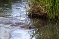 Swimming North American Beaver Royalty Free Stock Photo