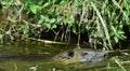 Swimming nutria. The coypu Myocastor coypus. Royalty Free Stock Photo