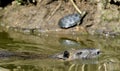 Swimming nutria. The coypu Myocastor coypus. Royalty Free Stock Photo