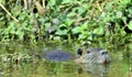 Swimming nutria. The coypu Myocastor coypus. Royalty Free Stock Photo