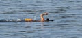 Swimming in open water with orange floatation device