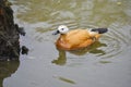 Swimming orange duck