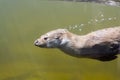 Swimming otter (Lutra lutra) Royalty Free Stock Photo