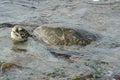 Swimming Pacific Green Sea Turtle Royalty Free Stock Photo