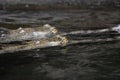 Pair of Swimming Gharials Swimming in the River