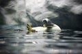 Swimming penguin Royalty Free Stock Photo